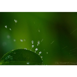 dailyPhoto29